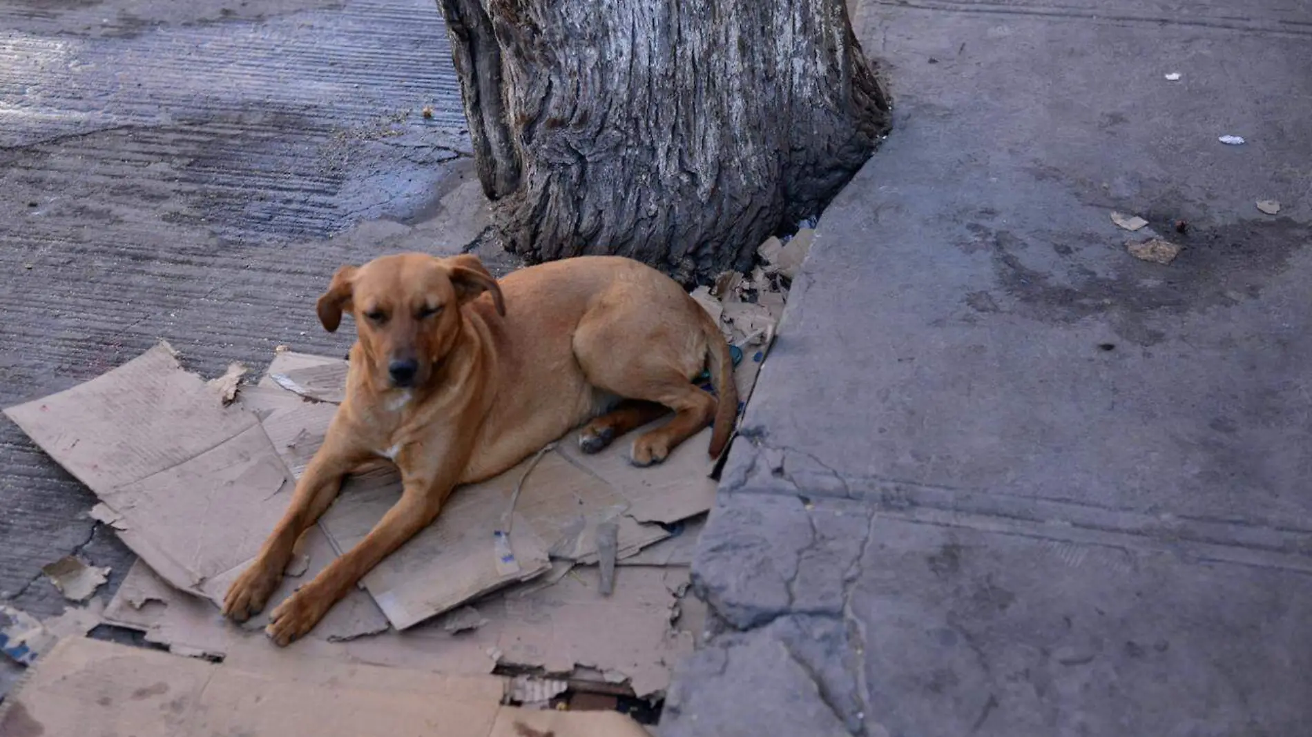 perro perros perritos de la calle